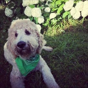 Meet your Posher, Garrett